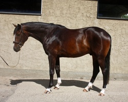 Timeless Dutch Warmblood Jumper photo 1