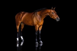 Emy Dutch Warmblood Jumper photo 6