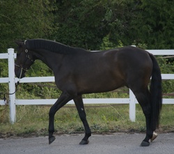 First Class Chopin Holsteiner Jumper photo 4
