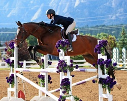 Chatel de Mazin Warmblood Equitation photo 6