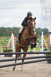 Beaulieu Springbreak Warmblood Jumper photo 2