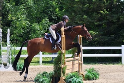 Eryk Warmblood Hunter photo 3