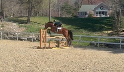 Kenzo Westphalian Hunter photo 5