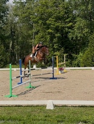 Udalco Belgian Warmblood Jumper photo 3