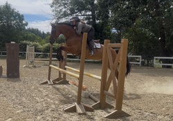 CMS Cruise Control Warmblood Hunter photo 4