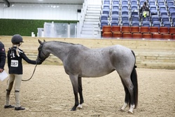 Picturesque Hats Off Welsh Cross Hunter photo 2