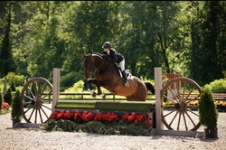 Nithard VW Belgian Warmblood Equitation photo 1