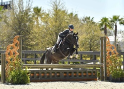 CMS Inked Warmblood Hunter photo 1