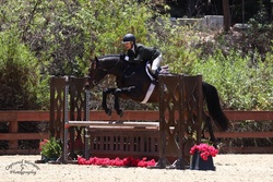 Cooper Westphalian Hunter photo 2