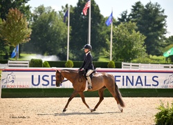 Glamour Girl Welsh Pony Hunter photo 1