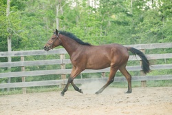 Henri Connemara Jumper photo 4