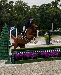ORLANDO Dutch Warmblood Hunter photo 2