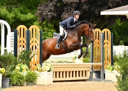 Uptown Girl Hanoverian Hunter photo 1
