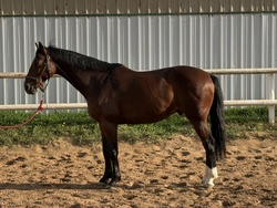 Behrouz RC Holsteiner Jumper photo 1