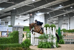 Cassadino Canadian Warmblood Jumper photo 4