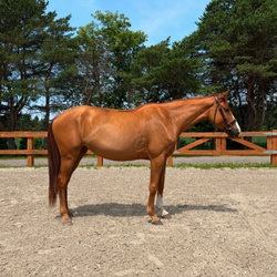 Casino CLS Warmblood Hunter photo 2