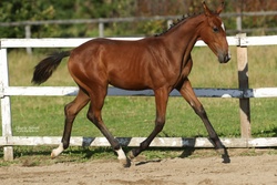 Oro Fiera QTM Westphalian Jumper photo 2