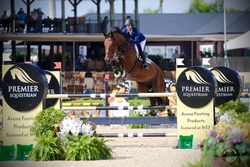 Lui Hanoverian Jumper photo 6