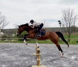 Alohilani Warmblood Hunter photo 2