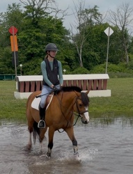 Ringleader German Riding Pony Hunter photo 5