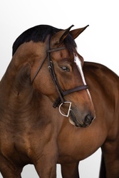 N' The Balou Dutch Warmblood Jumper photo 1
