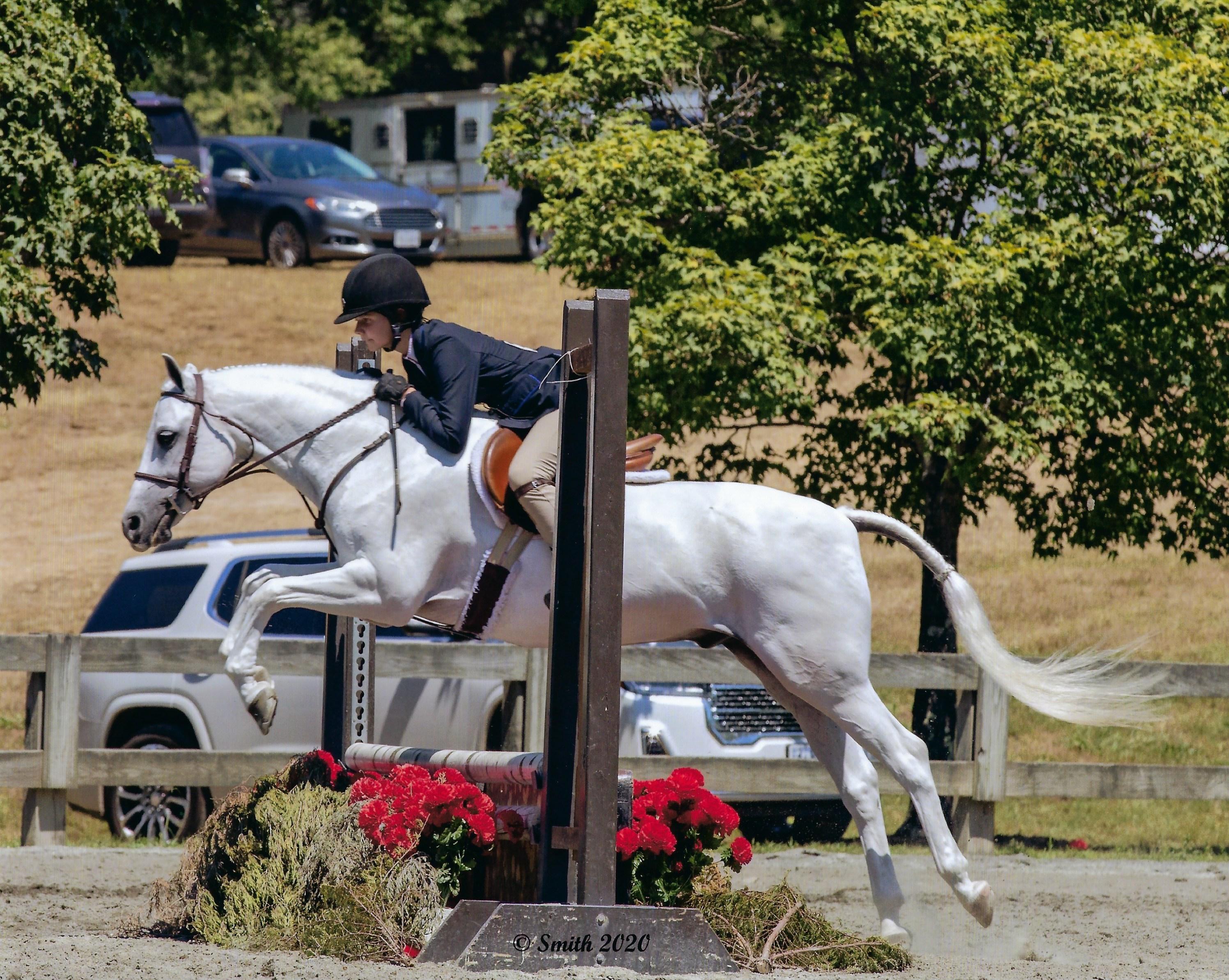 Farnley Marathon Welsh Pony Hunter