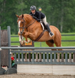 Archetype Oldenburg Hunter photo 2