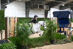 Pea Pod Welsh Pony Hunter photo 3