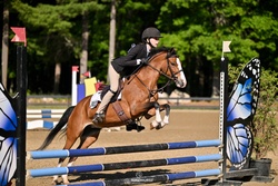 Belle Welsh Pony Jumper photo 1