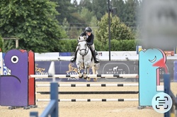 DAKITO P Hanoverian Jumper photo 2