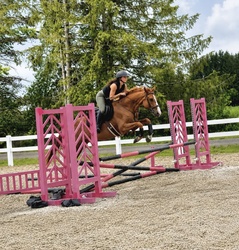 Casino CLS Warmblood Hunter photo 5
