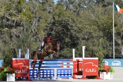 Tinka’s Soldier Warmblood Jumper photo 2