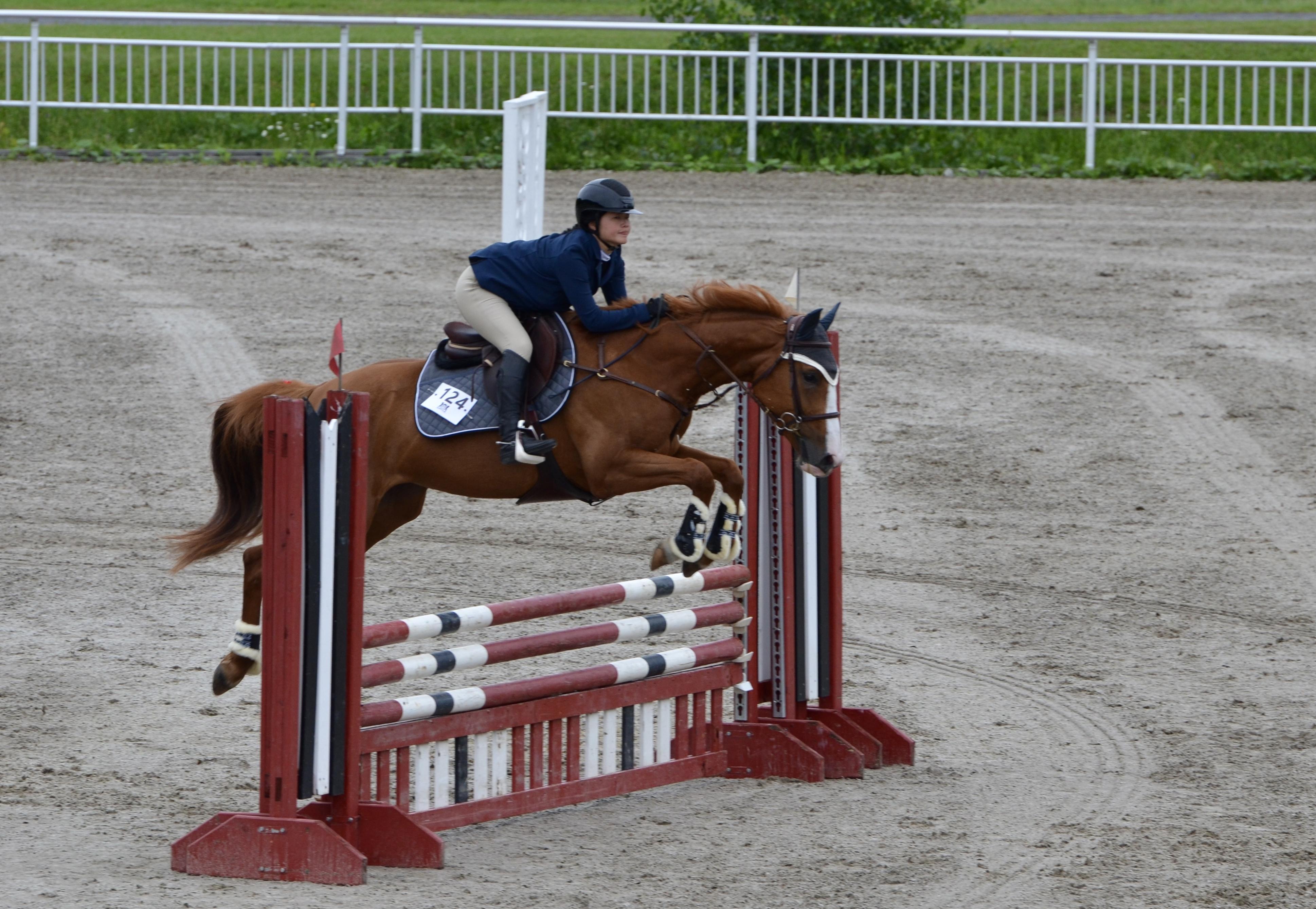 Braecrest Bravely Canadian Sport Horse Jumper