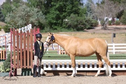 Cymbrogi Haven Aisling Welsh Pony Hunter photo 2
