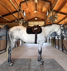 Perlbritta MG Dutch Warmblood Jumper photo 3