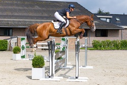 Jerico des Forets Selle Francais Jumper photo 5