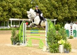 Remi Van De Vrunte Belgian Warmblood Jumper photo 5