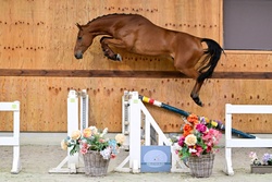 Cadillac Warmblood Jumper photo 1
