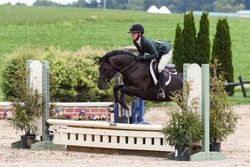 A Knack For Bling Welsh Pony Hunter photo 2