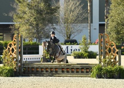 Raspberri Jam Welsh Cross Hunter photo 1