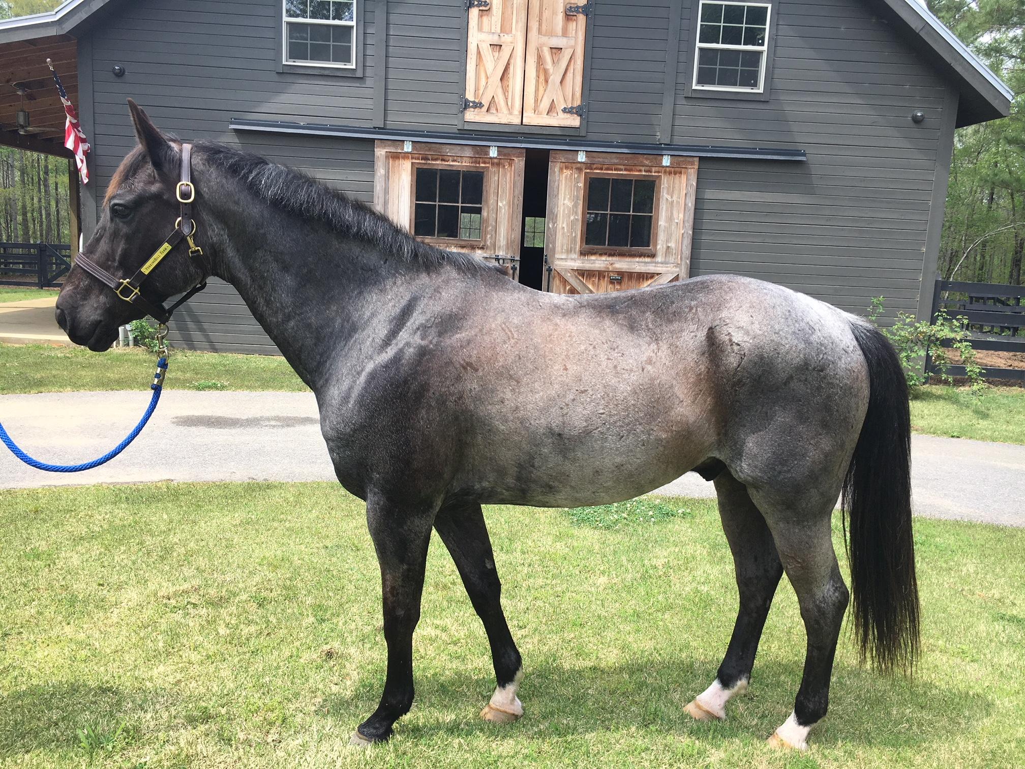 Hullabaloo Quarter Horse Jumper