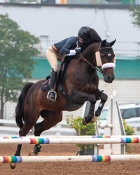 Rustic Canadian Warmblood Jumper photo 2