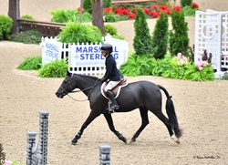 Home Run Bound Welsh Cross Hunter photo 2