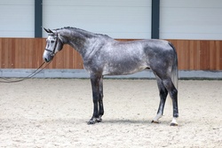 Dundee Oldenburg Jumper photo 1
