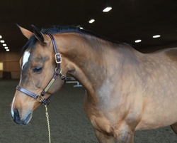 Charli RPSI Hunter photo 1