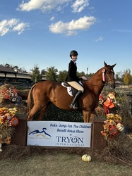 Sir Pepper German Warmblood Hunter photo 3