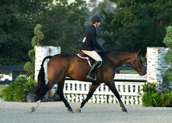 Crush Swedish Warmblood Hunter photo 6