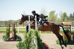 Eryk Warmblood Hunter photo 2