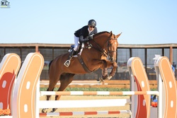 Take off Van’t Meulenhof Belgian Warmblood Equitation photo 7
