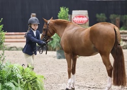 Hilbury Eregon Legacy Welsh Pony Hunter photo 2